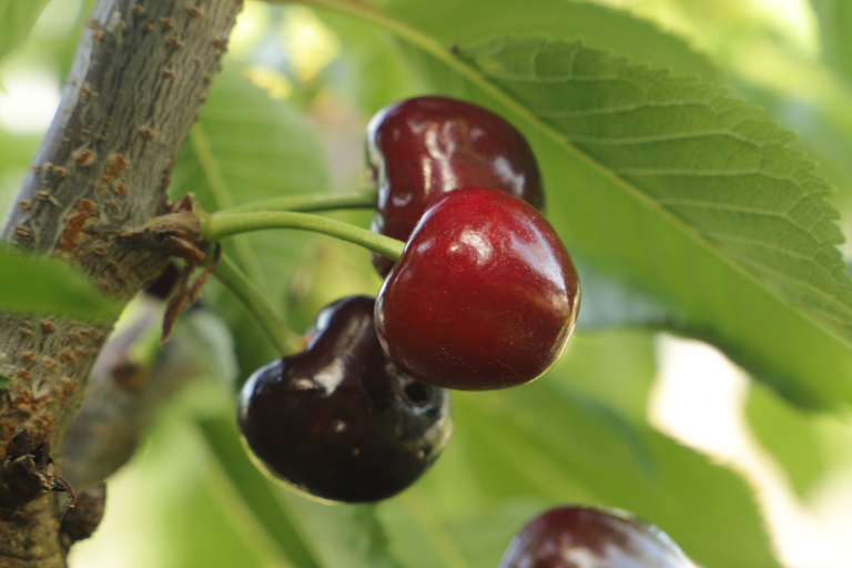 plaatje niet gevonden